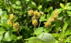 Carex brevior