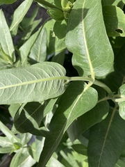 Asclepias speciosa