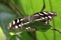 Catonephele acontius