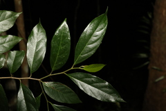 Alangium polyosmoides