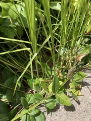 Carex brevior