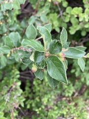 Cotoneaster lucidus