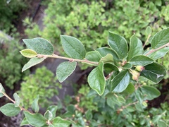 Cotoneaster lucidus