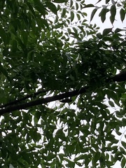 Cryptotympana facialis