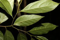 Alangium polyosmoides