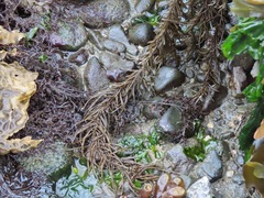 Analipus