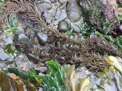 Analipus