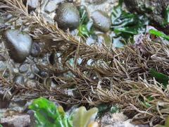 Analipus