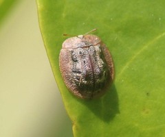 Notosacantha rufa