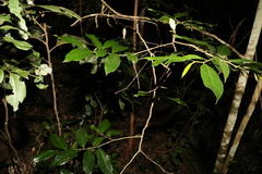 Alangium polyosmoides