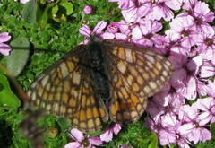 Euphydryas cynthia