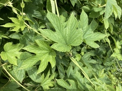 Humulus lupulus