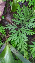 Selaginella pallescens