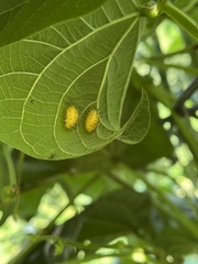 Epilachna varivestis