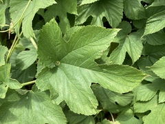 Humulus lupulus