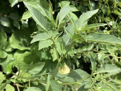 Physalis longifolia longifolia