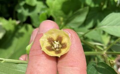 Physalis longifolia longifolia