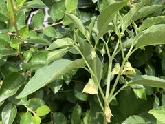 Physalis longifolia longifolia