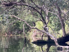Nycticorax nycticorax image