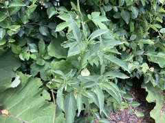 Physalis longifolia longifolia