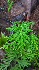 Selaginella pallescens