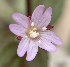 Epilobium denticulatum