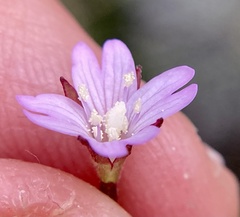 Epilobium denticulatum