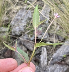 Epilobium denticulatum
