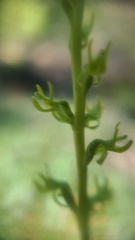 Platanthera colemanii