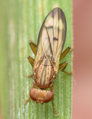 Opomyza germinationis