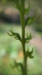 Platanthera colemanii