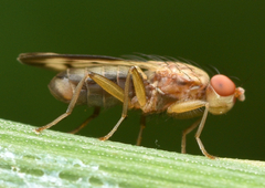 Opomyza germinationis