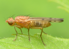 Opomyza florum