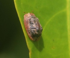 Notosacantha rufa