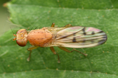 Opomyza florum