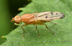 Opomyza florum
