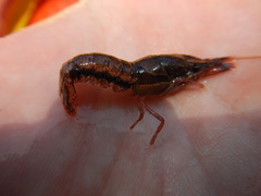 Procambarus dupratzii