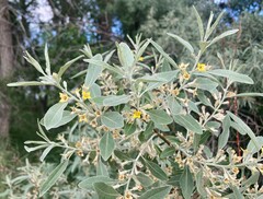 Elaeagnus angustifolia
