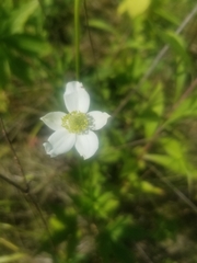 Anemone cylindrica
