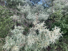 Elaeagnus angustifolia