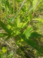 Anemone cylindrica