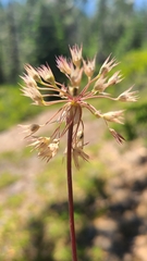 Allium campanulatum