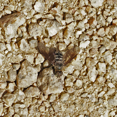 Chrysanthrax vanus