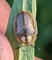 Physonota unipunctata