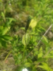 Anemone cylindrica