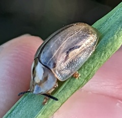 Physonota unipunctata