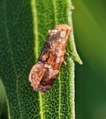 Cochylis bucera