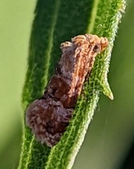 Cochylis bucera