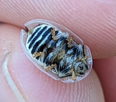 Physonota unipunctata