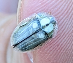 Physonota unipunctata